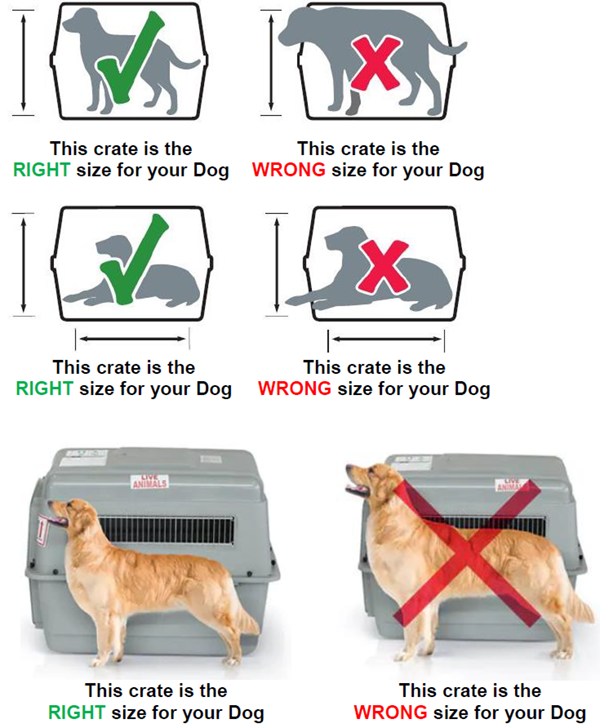 is it safe to fly a puppy on a plane